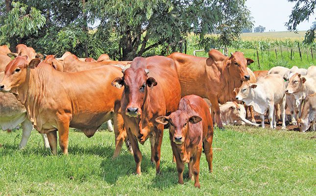 Boran cattle: perfect fit for diversified farmer