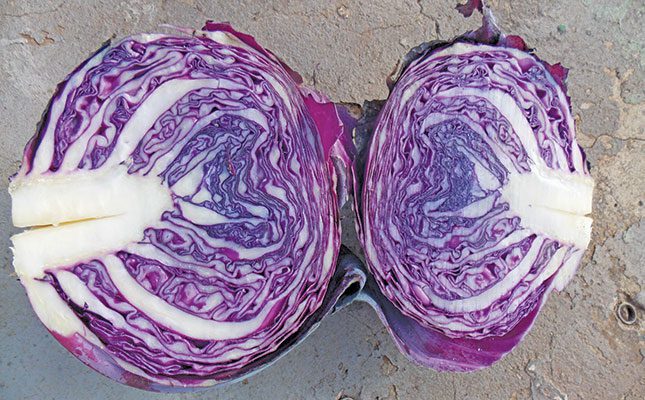 Cabbage: an ancient, nutritious crop more popular than ever