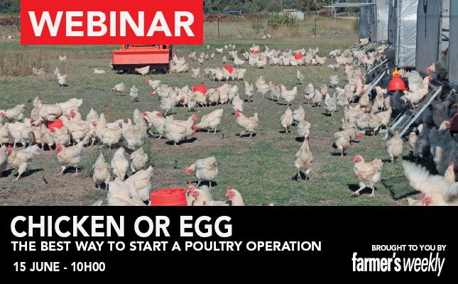 Chicken or egg? The best way to start a poultry operation