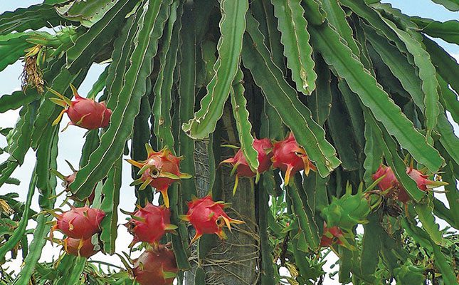 Get to know dragon fruit
