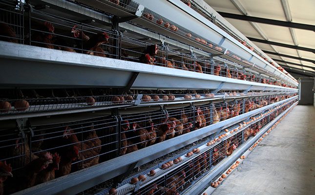 Nearly 2 million layer hens culled in Mpumalanga as bird flu hits