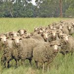 Stock theft is a major problem on farms on the Mpumalanga Highveld, and many sheep farmers have been forced out of the industry as a result.