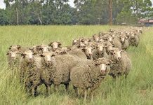 business plan for sheep farming in south africa