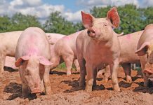 business plan pig farming
