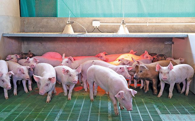 Top pig farmer takes full advantage of technology