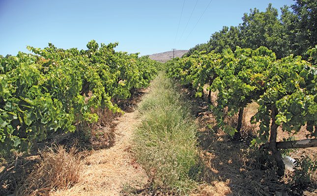 Grape farming: stick to the basics to succeed!