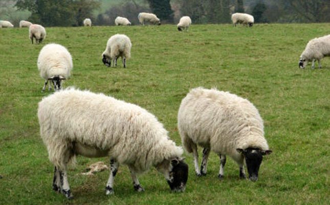 UK project aims to reduce methane emissions in sheep