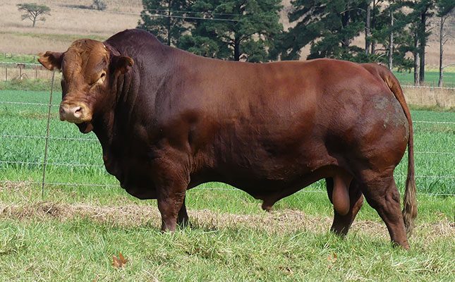 Bonsmara bull sold for record price of R4,4 million