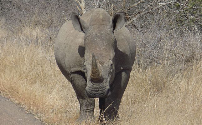 ‘Legalise trade in rhino horn to save populations’