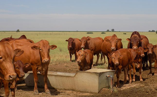 SA beef cattle producers must ‘up their game’ to meet future demand