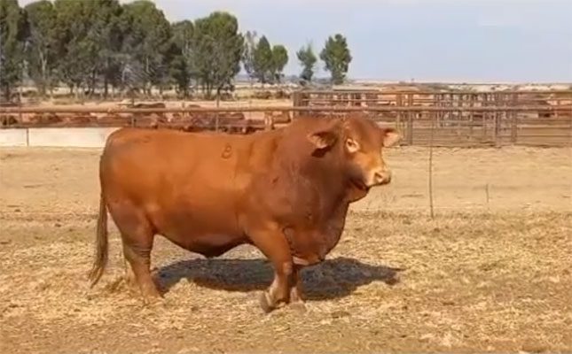 SA record price for Beefmaster semen