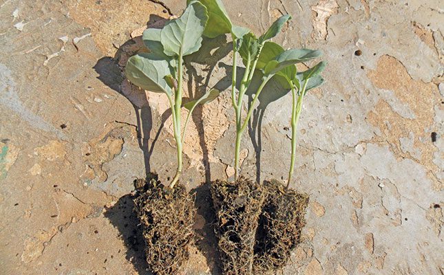 A successful cabbage crop starts with good seedlings