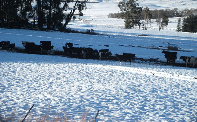 Tips to help protect livestock against the cold