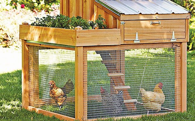 How to keep your chickens happy and healthy