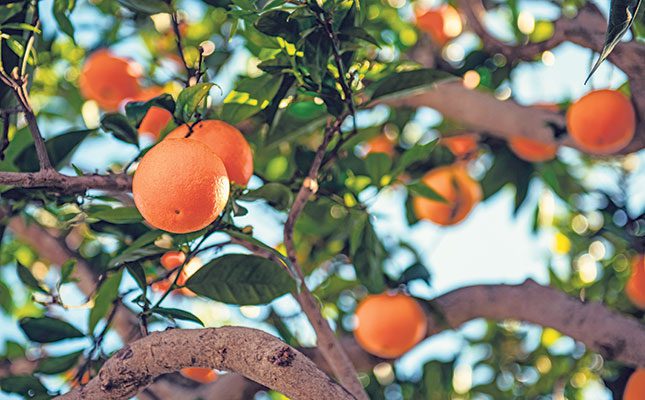 Botswana’s citrus harvest set for huge increase