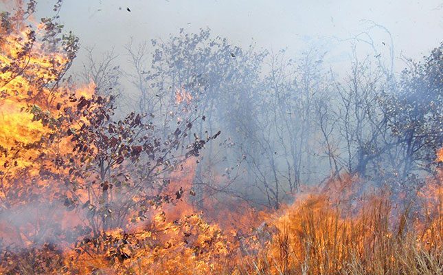 Is fire really the answer to bush encroachment?