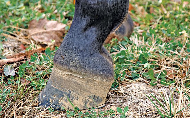 Length of hind hooves can influence soundness in horses