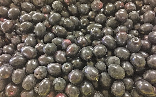 A growing market for SA’s world-class olive industry
