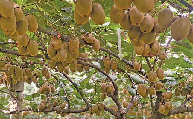 Learning through trial and error how to produce kiwifruit in SA