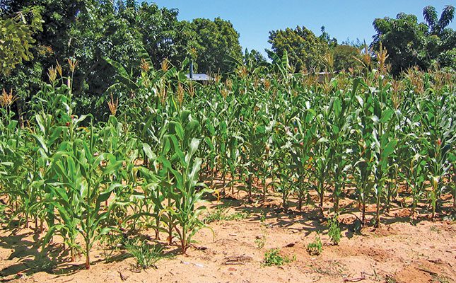 Understanding the value of maize