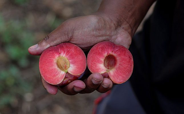 Two appealing new black-skinned plums from TopFruit