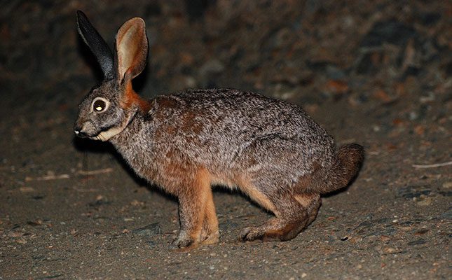 Deadly virus strikes SA rabbits and hares again