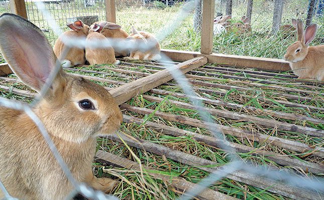 Opportunities await SA rabbit producers abroad