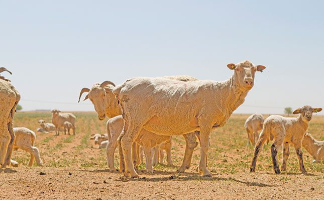 How technology is making monitoring animal health easier