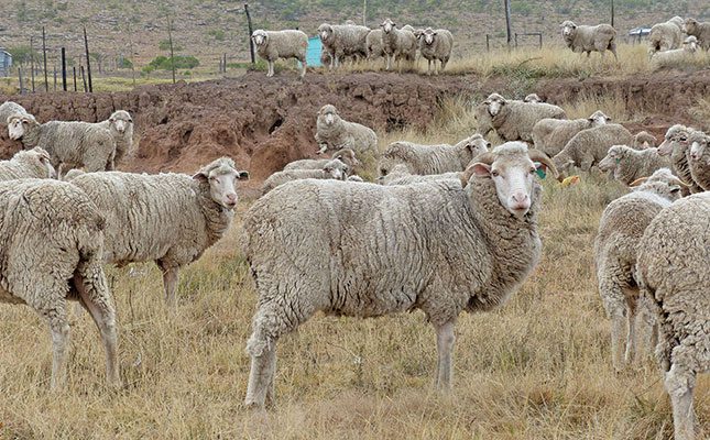 Struggling smallholder wool farmers need more support – study