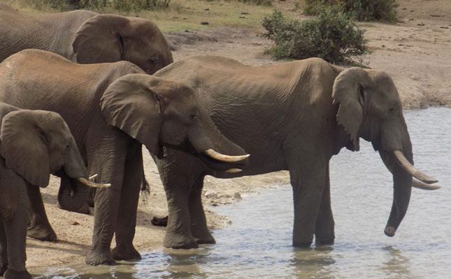 How elephant populations are being controlled using contraceptives