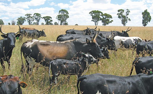 Analysis: water intake of young Afrikaner and Nguni bulls
