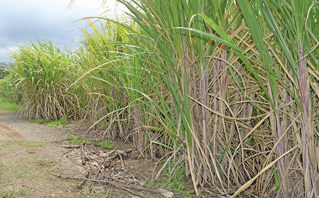 Small-scale sugar cane farmers welcome intervention funding