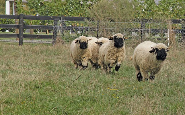 UK resumes sheep embryo exports to the US