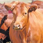 Bovelder breeding cows are kept in the mountainous area near Memel-Zamani, in the Free State. The Bovelder is a hardy breed developed for optimal fertility and meat production under demanding conditions.