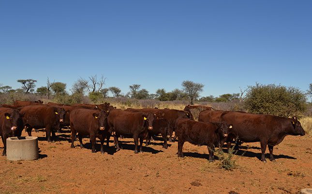 Namibia’s Meatco expects a profitable year