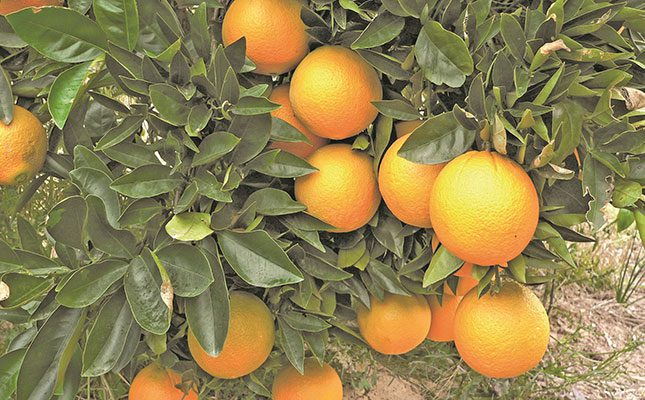 Erroneous citrus black spot classification threatens exports
