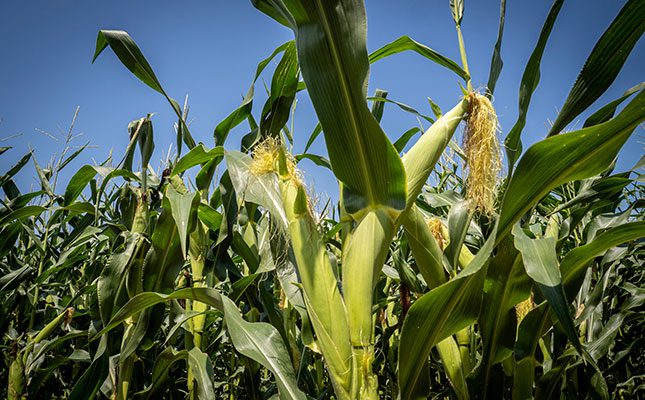 Second-largest ever US maize harvest forecast weighs on prices