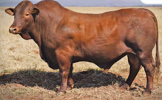 Rhenostervallei & Beef on Grass Beefmasters Production Sale