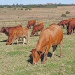 The size of Sibanyoni‘s herd is carefully managed to ensure it matches the capacity of the veld, so that the cattle do not lose condition when there is not enough feed.