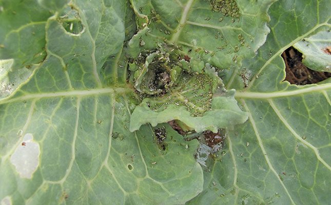 Aphids: a potentially deadly threat to brassicas
