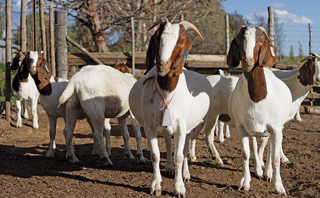 WEBINAR: Getting started with goat farming