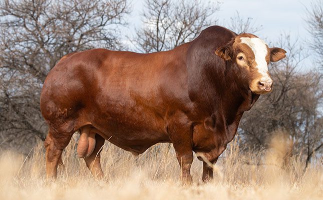Simbra bull sets new SA record of R550 000