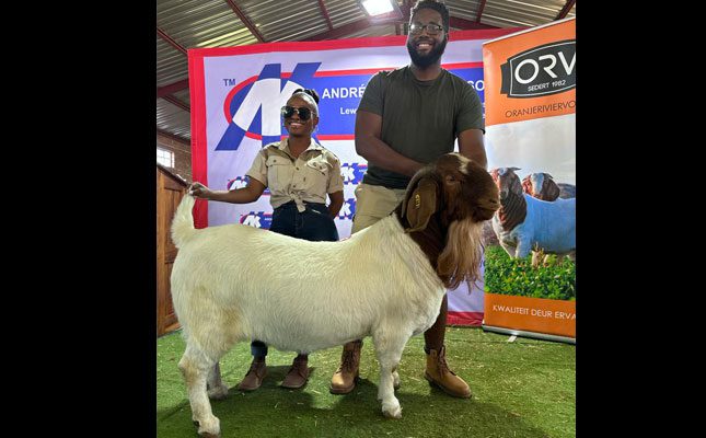 Boer goat buck sold for a record price on auction