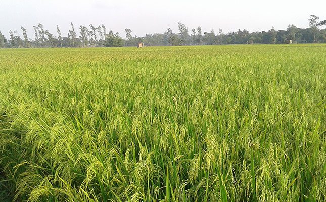 India’s rice export ban could deepen global food shortages