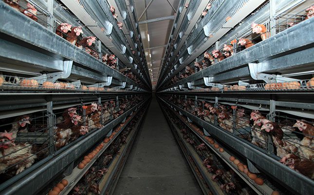 Poultry industry faces mounting losses amid bird flu outbreaks