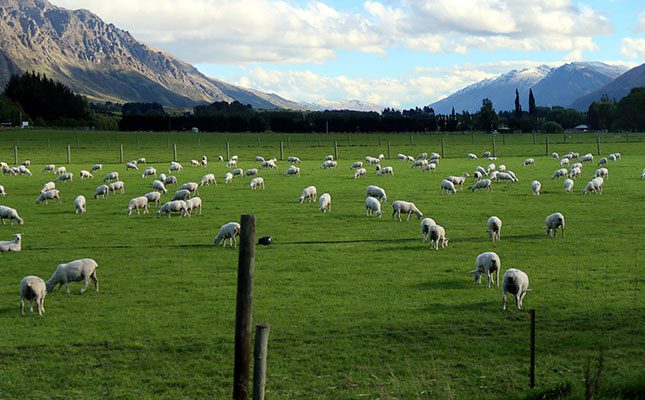 New Zealand livestock numbers fall as forestry conversions rise