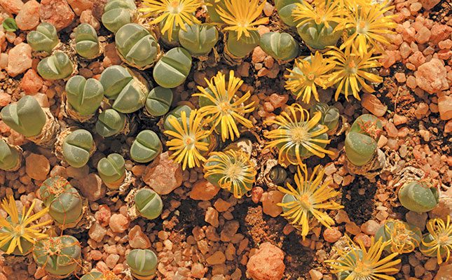 How farmers can combat succulent poaching