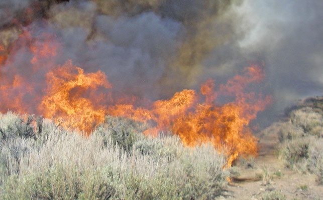 Veld fires: experts advise on treating livestock to mitigate loss