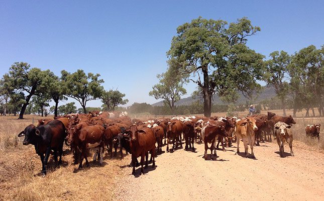 Lumpy skin disease vaccines to safeguard Australian cattle exports