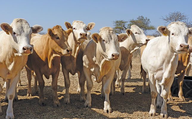 Hugenoot: SA’s beef cattle genetic treasure
